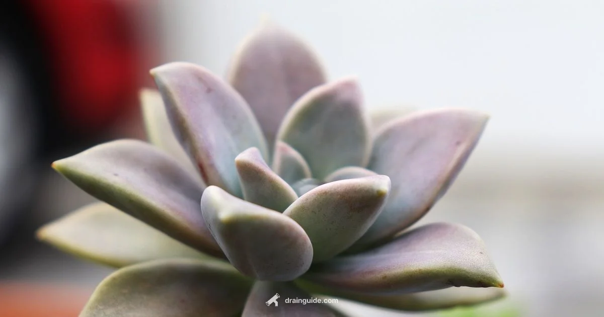 Succulent Drainage - Drain Guide