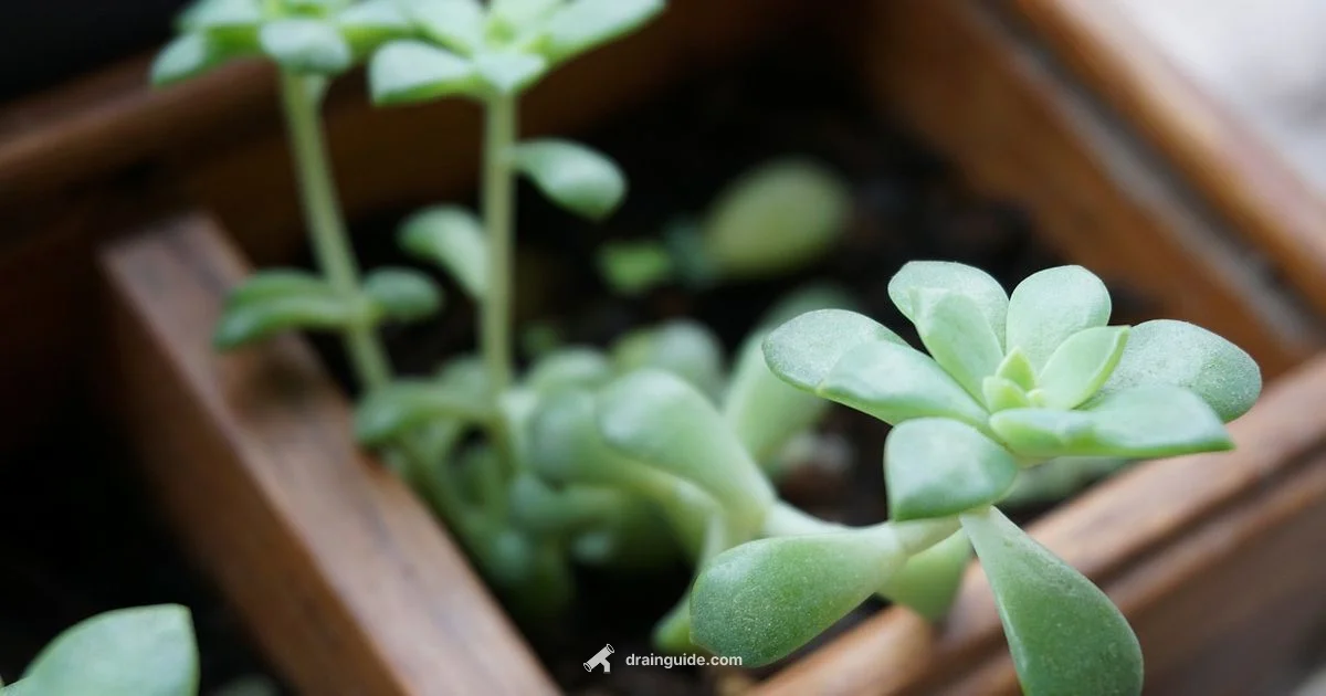 Pot Drainage Pot Drainage - Drain Guide