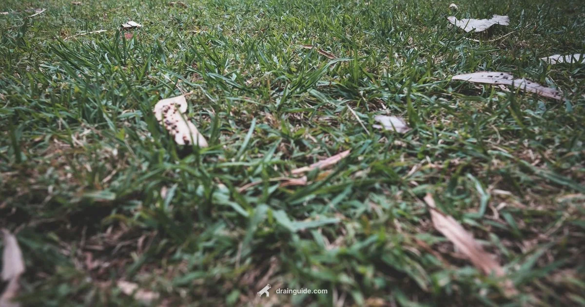 Drain Field Cleaning - Drain Guide