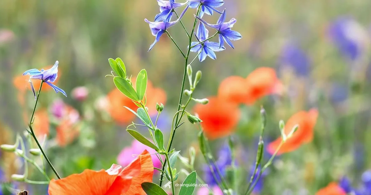 Drain Field Trouble - Drain Guide