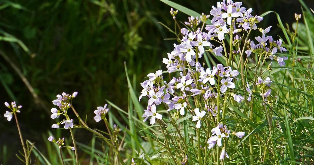 Yard Drainage Project - Drain Guide