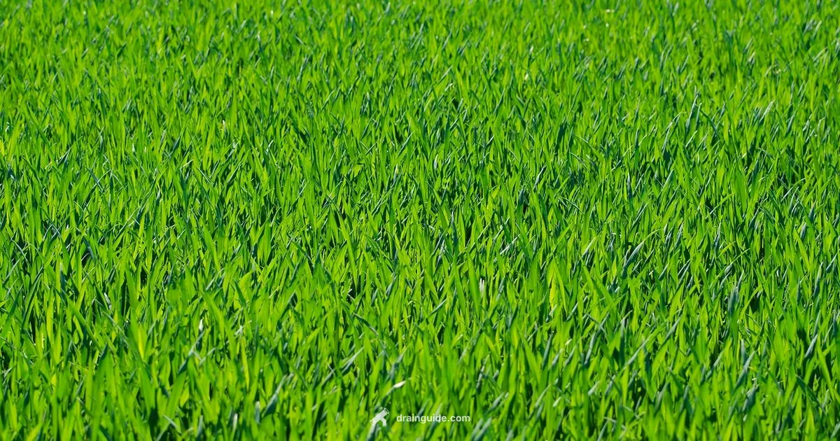 Drain Field Troubles - Drain Guide