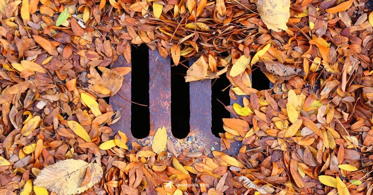 Storm Drain Cleaning - Drain Guide