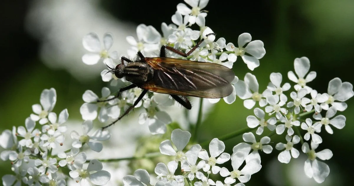 Get Rid of Drain Gnats - Drain Guide