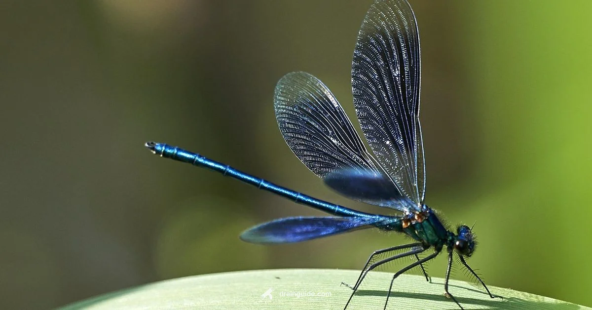 Drain Fly Guide - Drain Guide