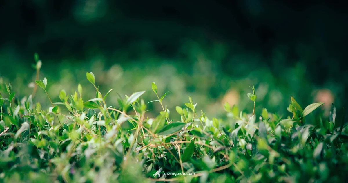 Drain Field Repair - Drain Guide