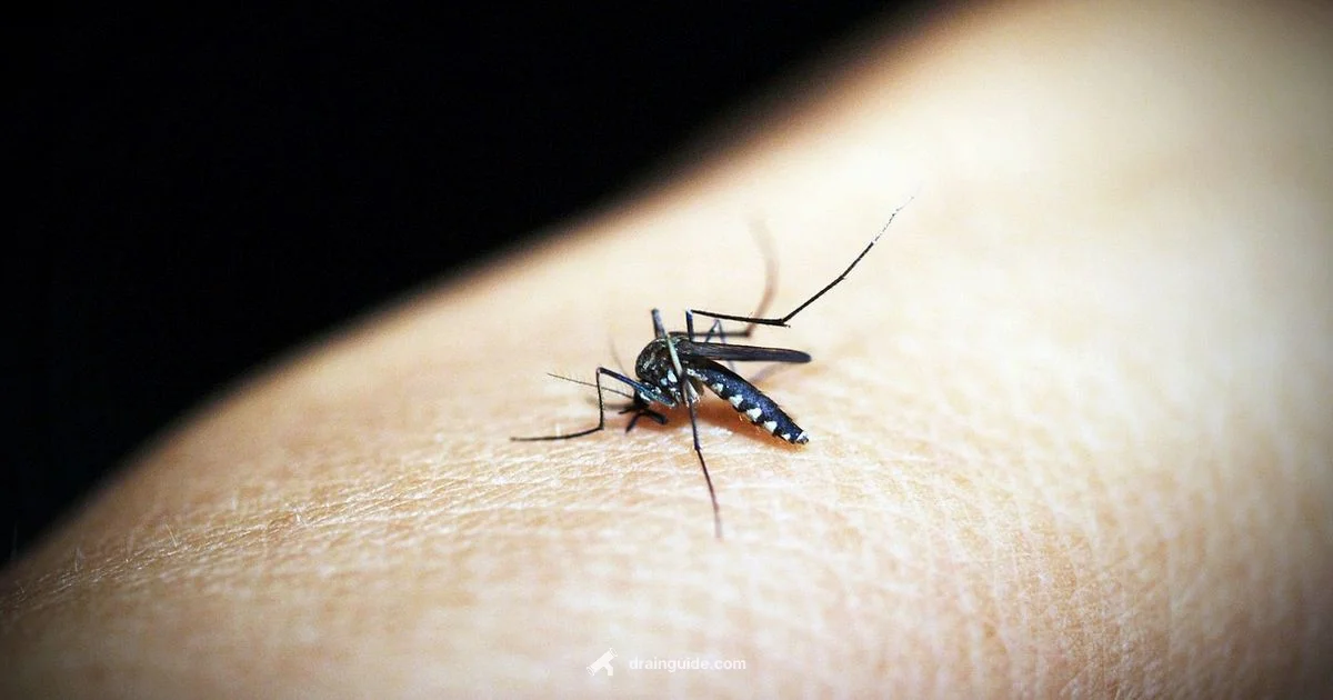 Gnats Drain Fix - Drain Guide