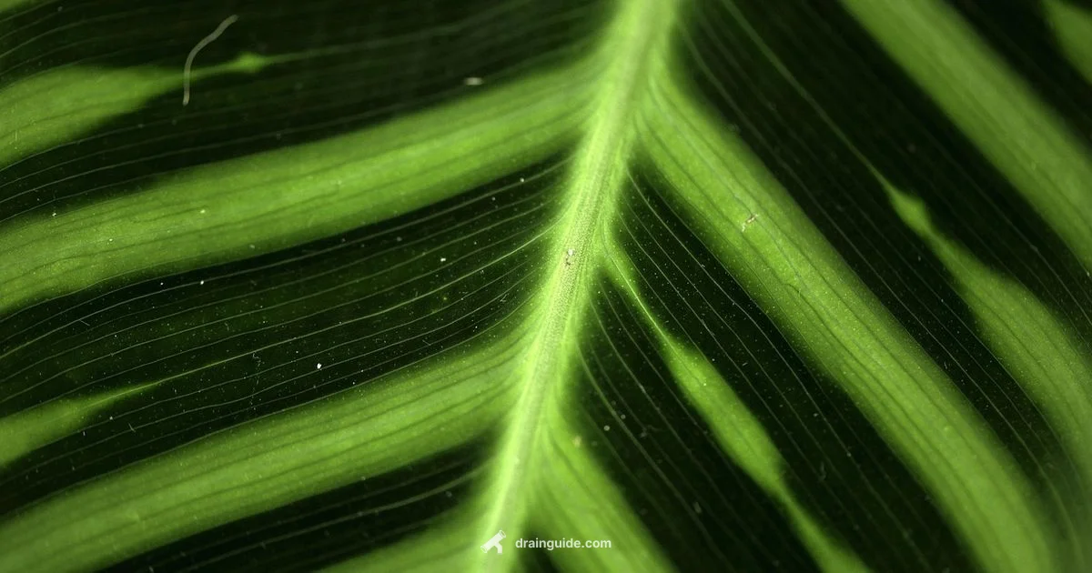 Axillary Vein Tributaries - Drain Guide