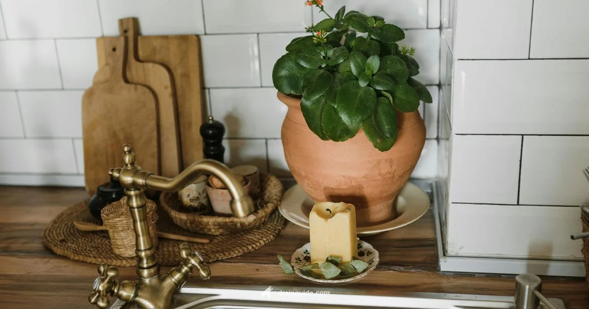 Eliminate Drain Odors - Drain Guide