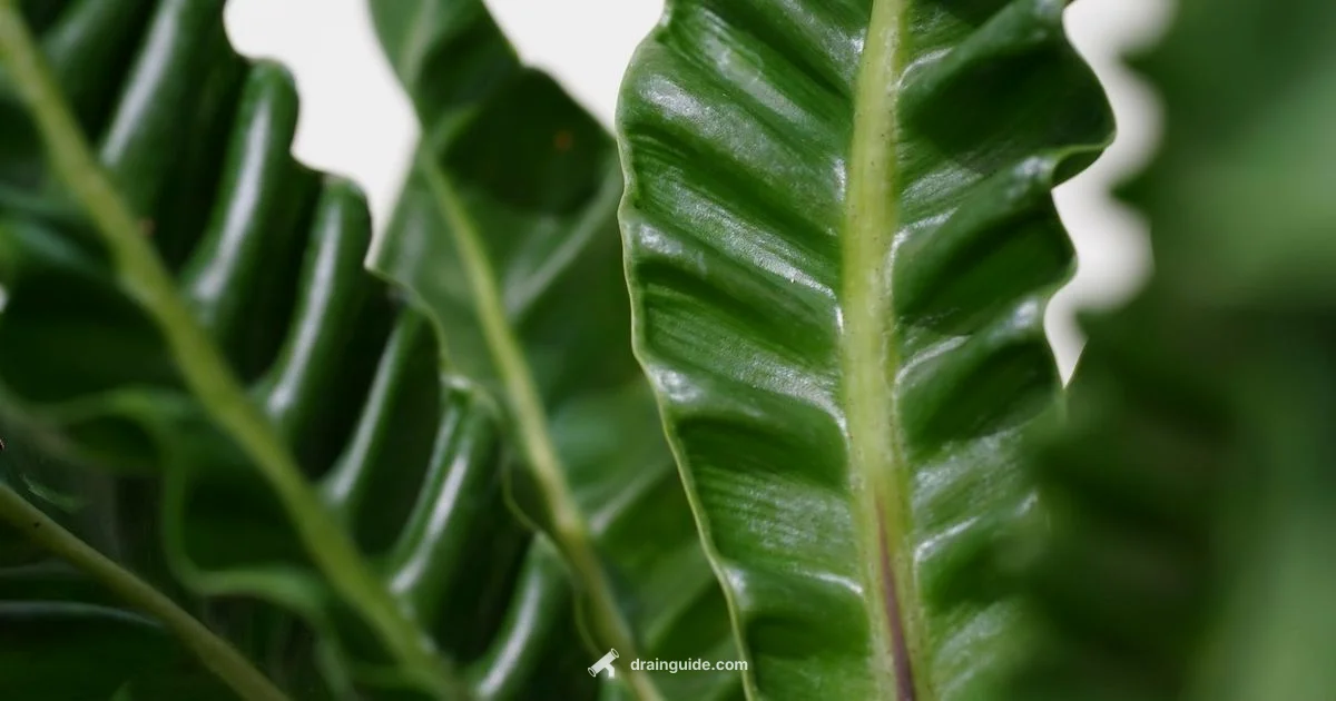 Corrugated Drain Pipe - Drain Guide