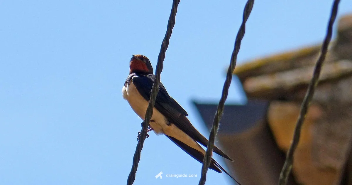 Gurgle Fix Guide - Drain Guide