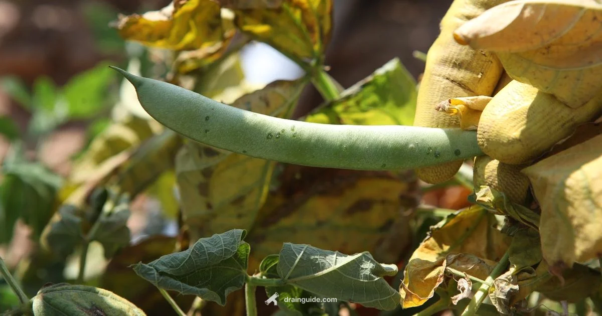 Ground Beef Disposal - Drain Guide