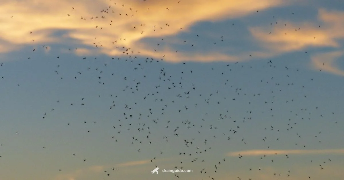 Drain Fly Troubleshooting - Drain Guide