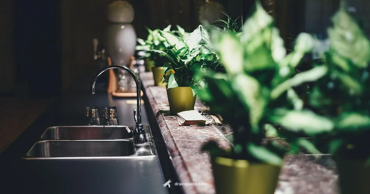 Drain Fly Flight Facts - Drain Guide